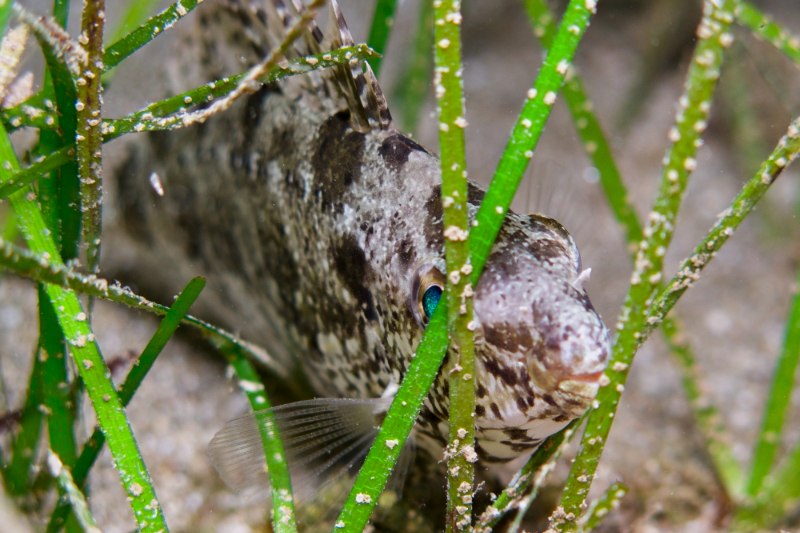 Especies invasoras son favorecidas por el calentamiento de océanos
