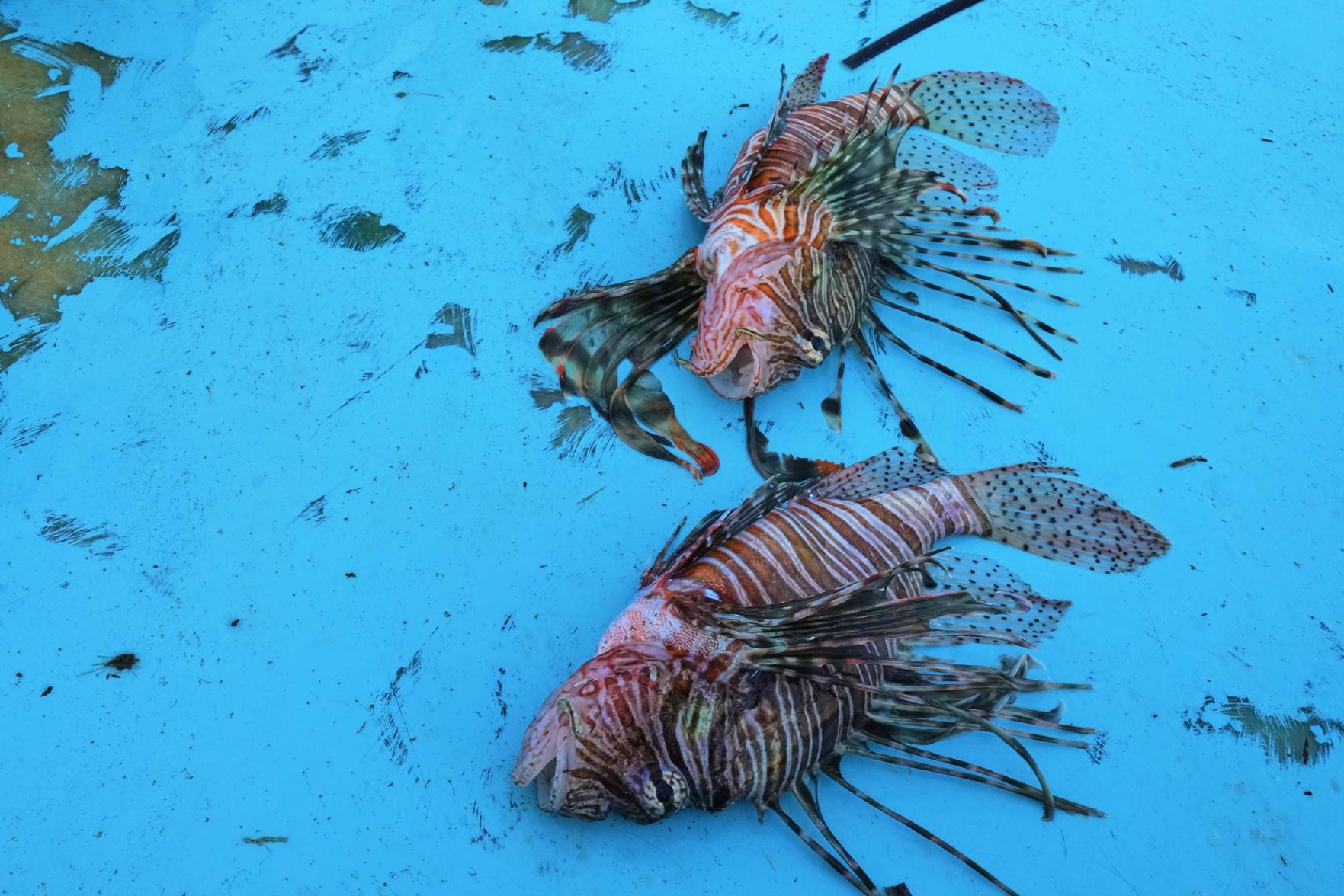 El pez león es una de las nuevas especies que están apareciendo en el mar Mediterráneo, afectando la vida de especies locales. - Foto Petros Karadjias/AP
