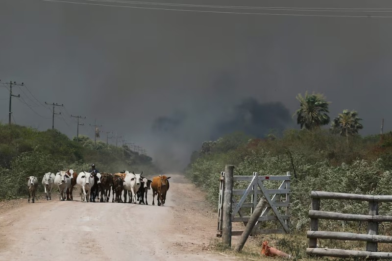 Colombia busca rastrear su ganado para frenar la deforestación.