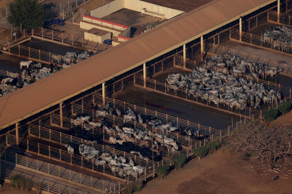 Algunos ganados pasan por áreas ilegalmente deforestadas y no se registra ante las autoridades. - Foto Amanda Perobelli/AP
