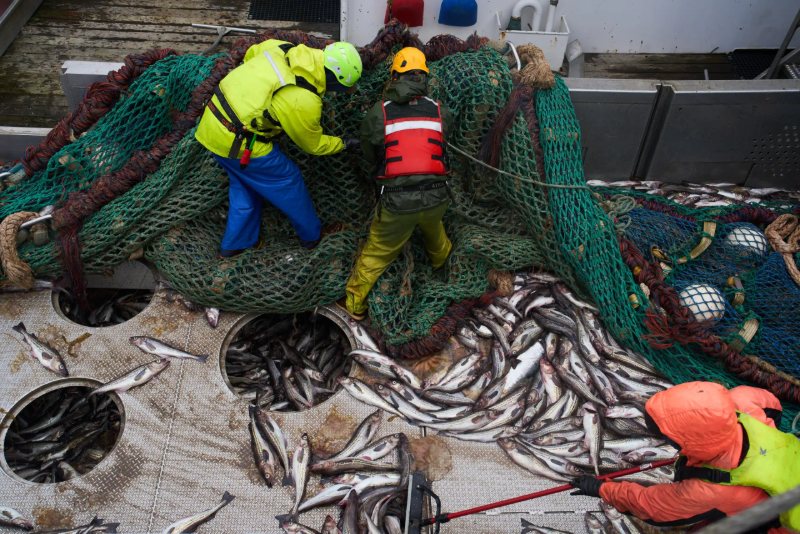 La pesca de arrastre destruye los ecosistemas marinos
