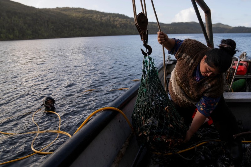 Las consecuencias del cultivo del salmón