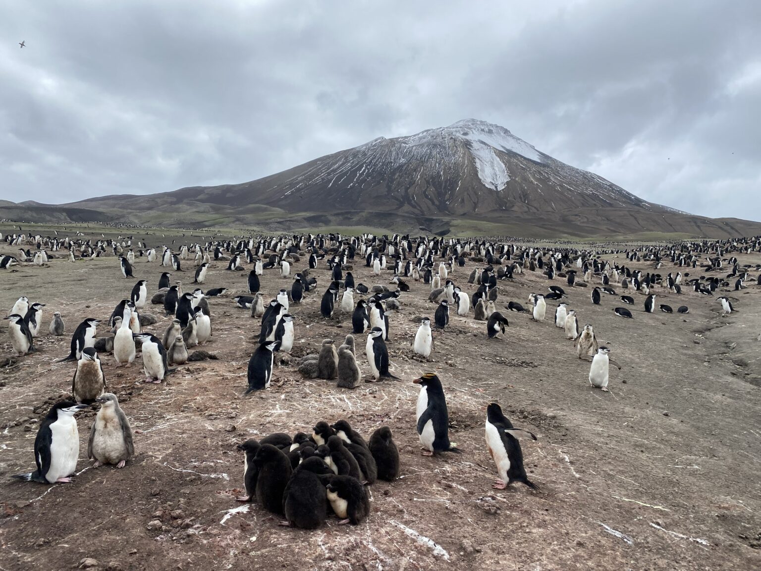 Pinguinos barbijo y macaroni anidando en la isla de Zavodovski. - Foto Nicole Richters/British Antactic Survey
