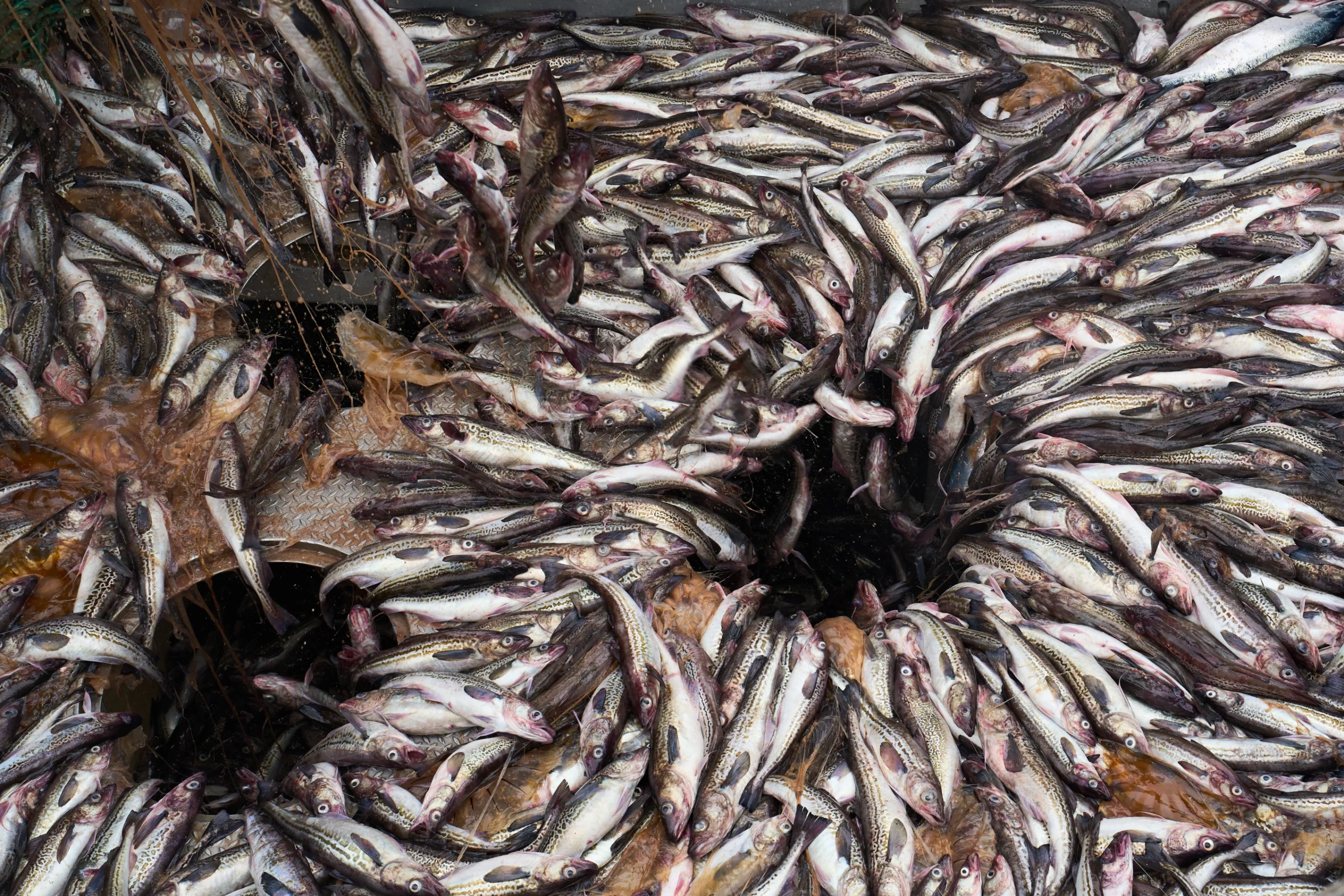 Muchas especies marinas como tortugas, medusas y rayas quedan atrapadas en este método de pesca masivo y agresivo para los ecosistemas marinos. - Foto Annika Hammerschlag/AP